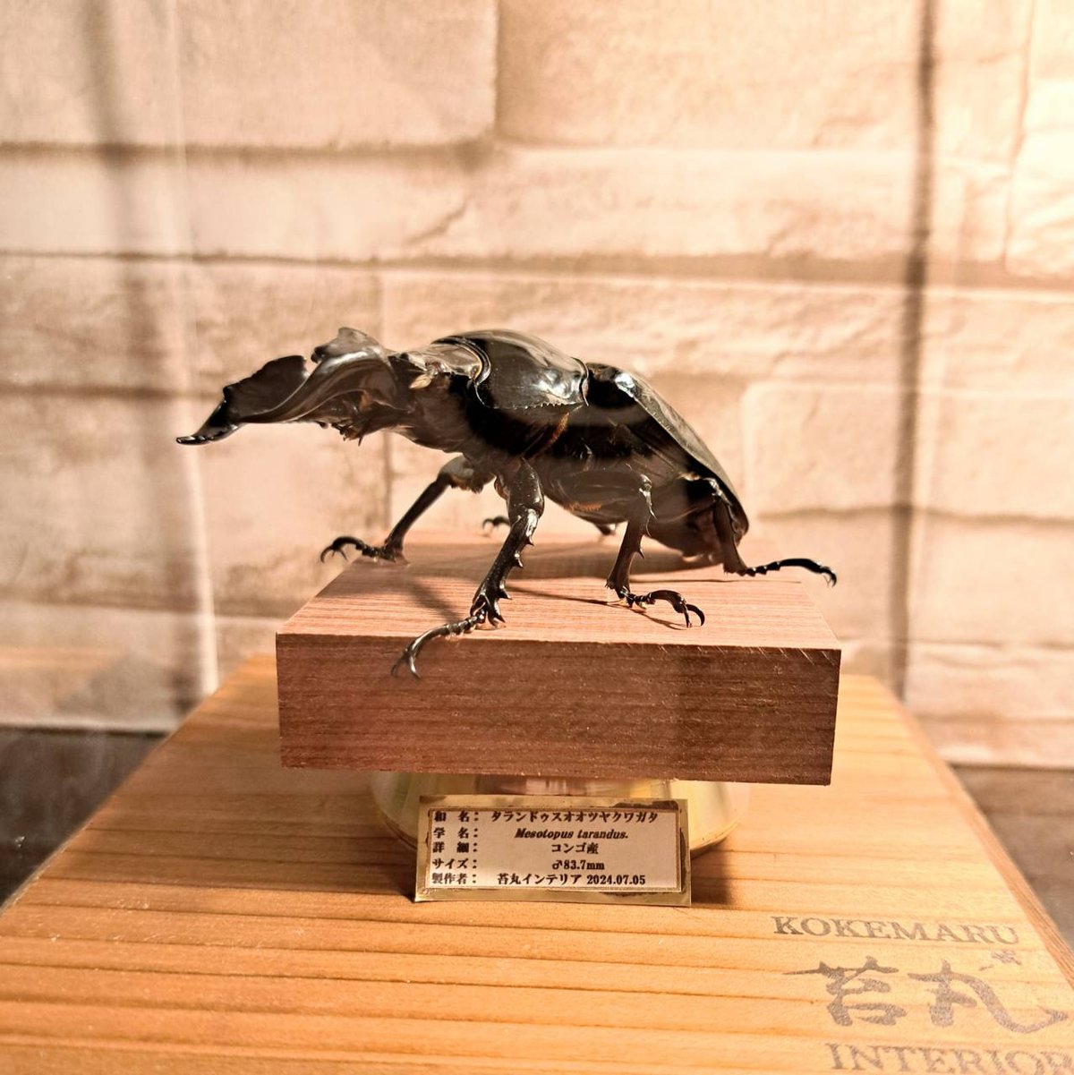 ドイツ産 ゲンゴロウモドキ 30mm ドイツではプロテクトかかってます