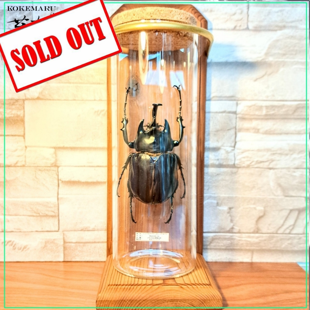1点もの【昆虫標本】レックスゾウカブト♂93.3mm 学術型インテリア瓶