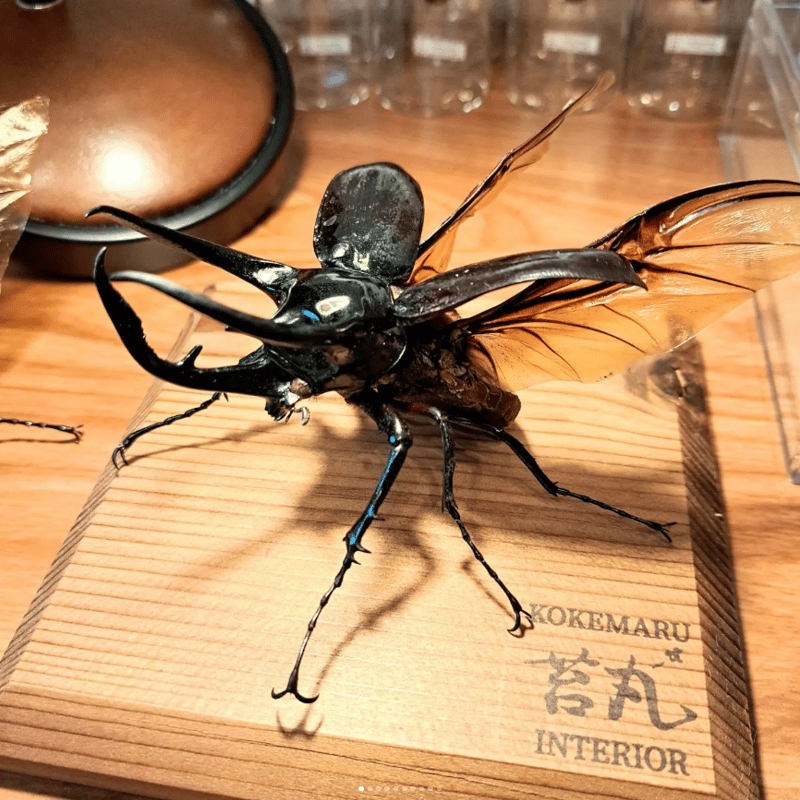標本用死虫(パック標本) 】超特大コーカサスオオカブト♂100mmUP | 苔