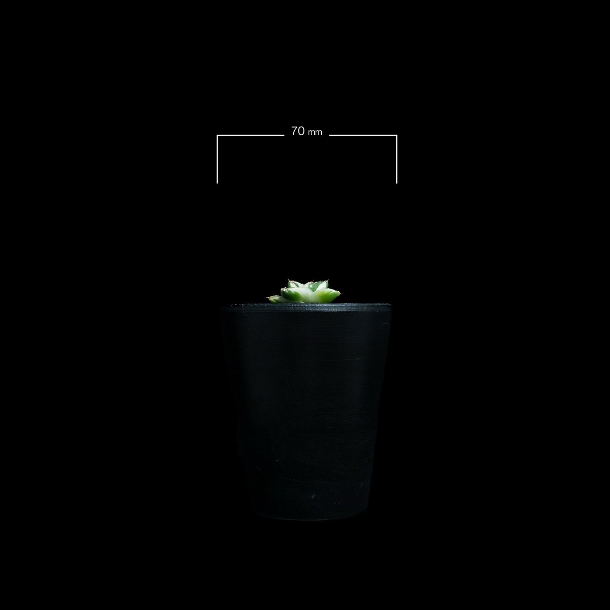 アガベ 王妃笹の雪 A型 白覆輪斑 ピンキー / Agave filifera var. co