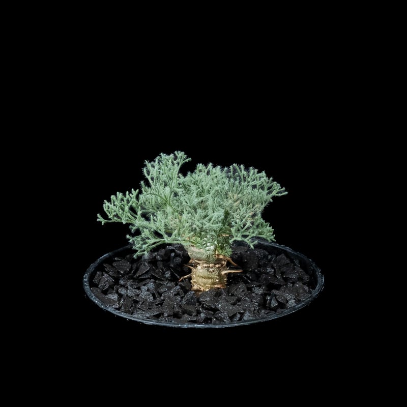 モンソニア ペニクリナム / Monsonia peniculina #14 | Ducks