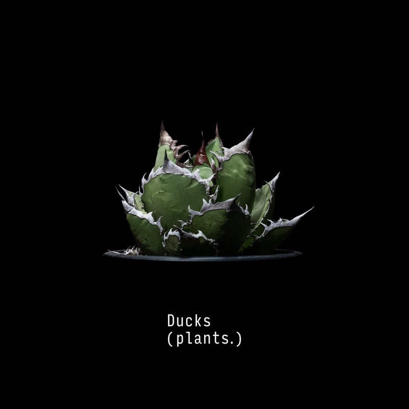受注生産】アートコレクション/アガベ（A2ポスター） | Ducks ( plants. )