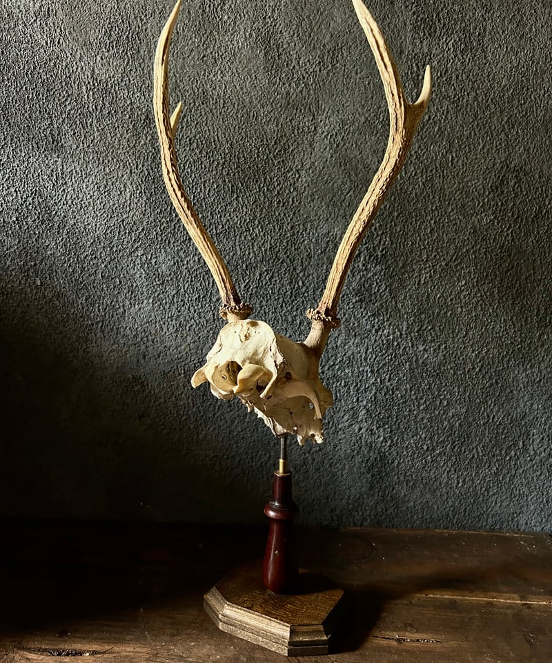 鹿角 標本 / 本物 頭蓋骨 / ハンティングトロフィー / 自然標本