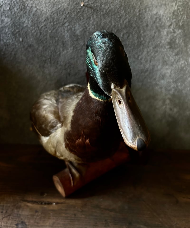 真鴨の剥製/骨董/アンティーク/壁掛け | 骨董・アンティークの
