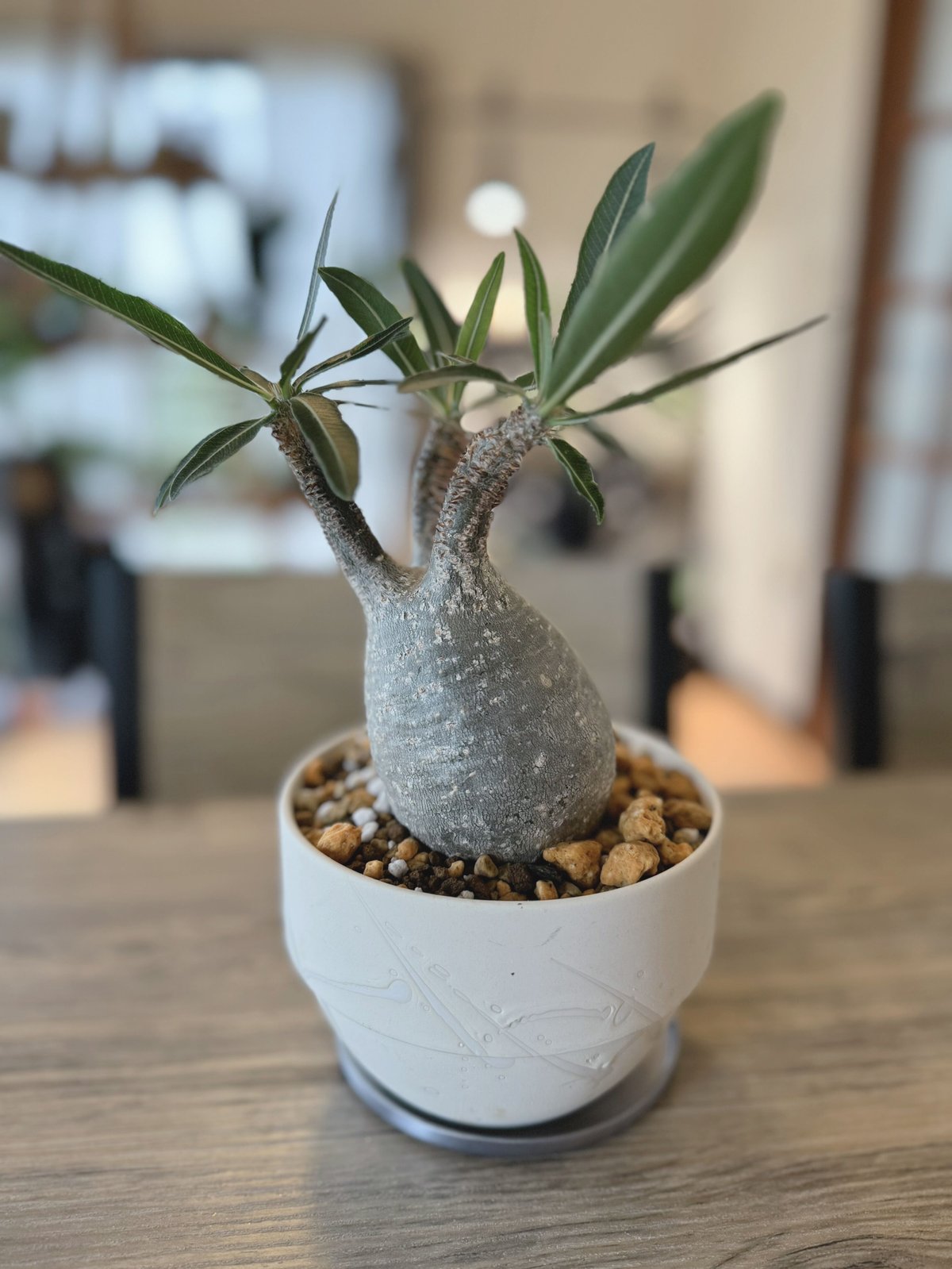 発根済 パキポディウムグラキリス | plants TORICO