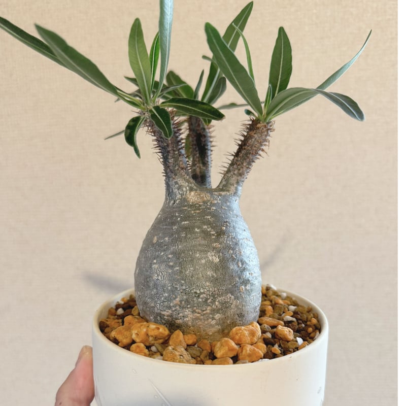 発根済 パキポディウムグラキリス | plants TORICO