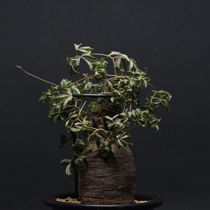 cyphostemma montagnacii