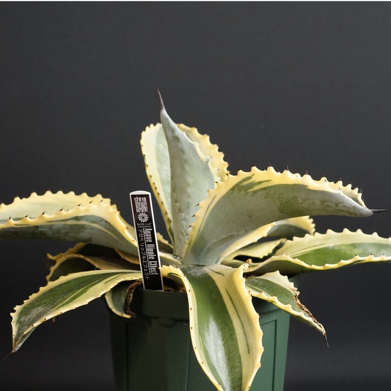 アガベ リップルエフェクト 子株 アガベリップルエフェクト子株②