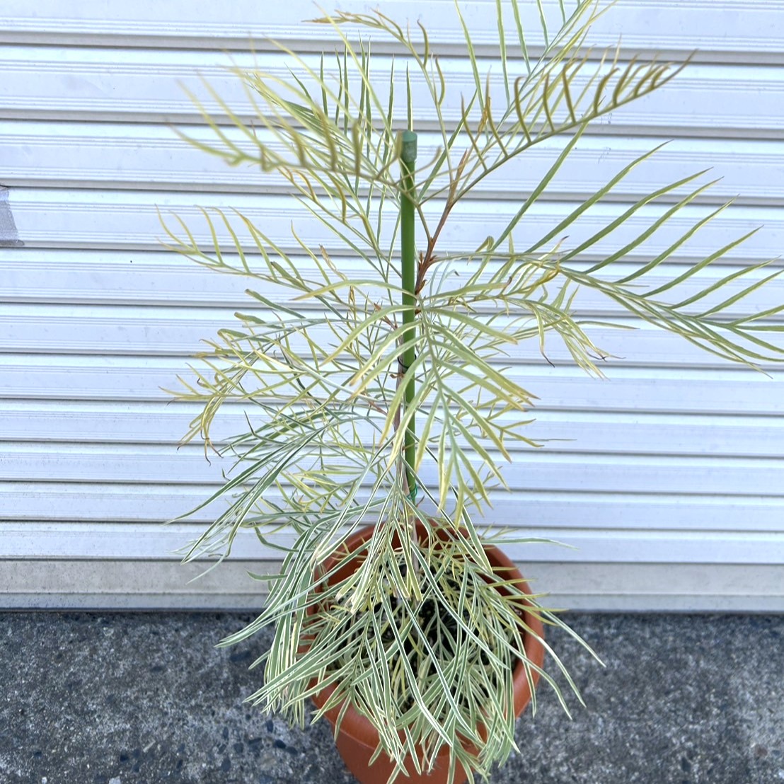 激レア】グレビレア ハニーワンダー | プチフルール ネットショップ