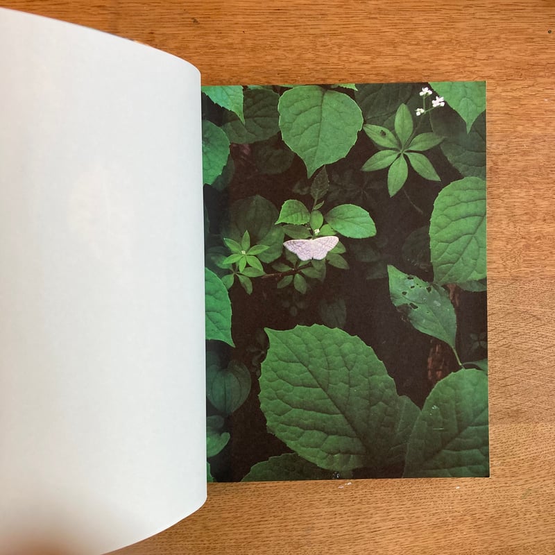 mina tabuchi｜into the forest | WHITEGREEN GALLERY