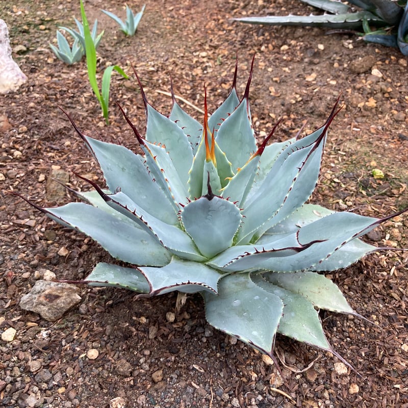 抜き苗】パリー・トランカータ 細葉コンパクトタイプ（250912