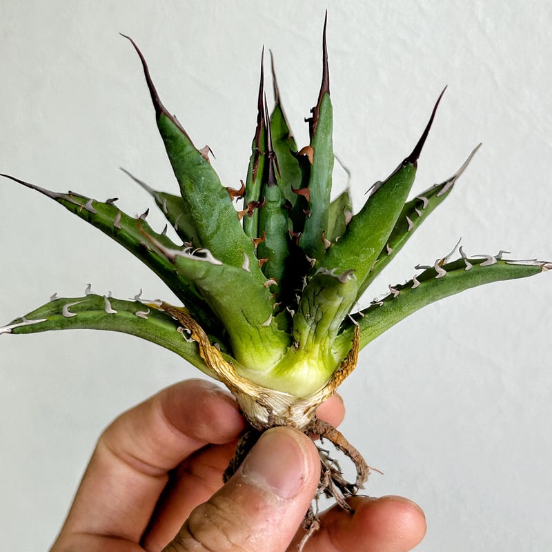 アガベ ホリダ×妖炎 ハイブリッド | アガベ専門店 Heart plants.