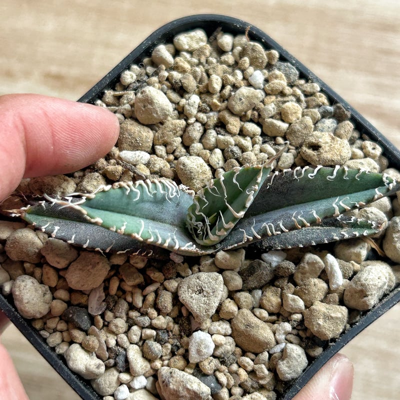 アガベ オテロイ