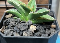 子株】 アガベ チタノタ CJ special【大白鯊タイプ】 | RAINBOW PLANTS