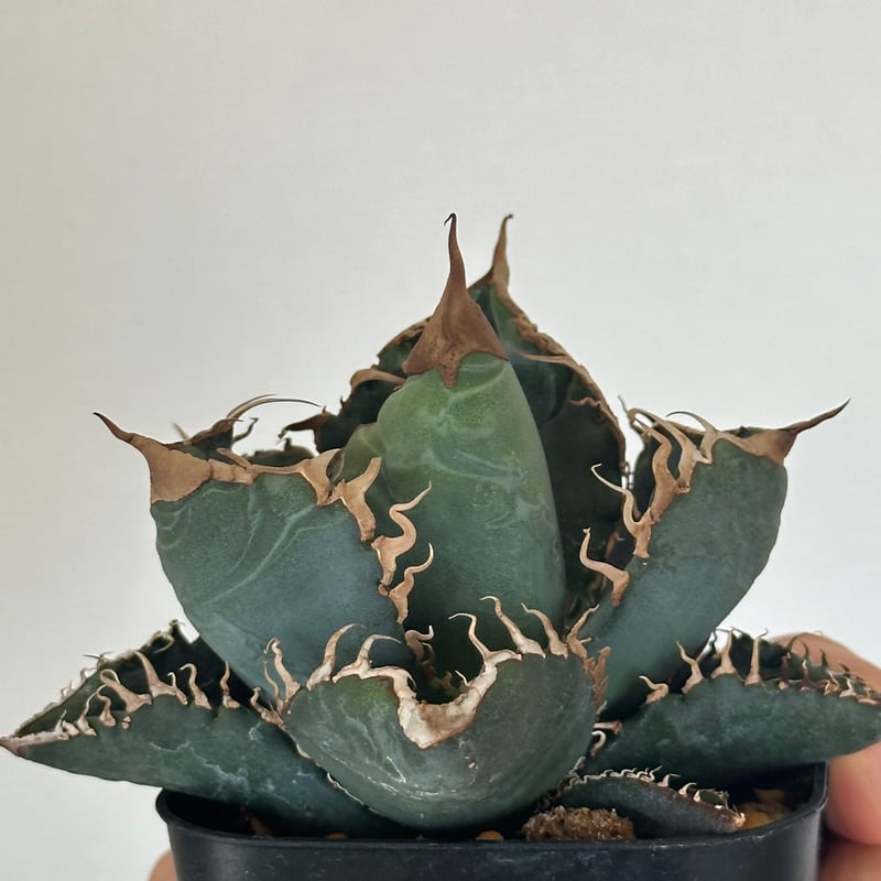 アガベ チタノタ 悪魔くん/スーパーチタノタ/bakemono（発根済TC苗