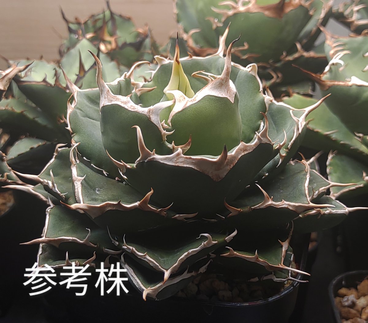 アガベ イラン株 NOVA （ノヴァ） | slow glower