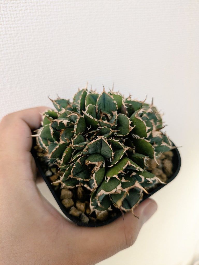 アガベ NOVA （ノヴァ）発根済み子株① | slow glower