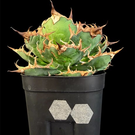 アガベチタノタシーザー | STORES