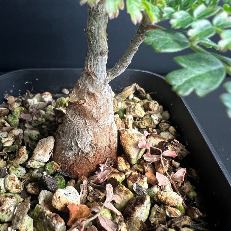 パキコルムス ディスカラー (象の木) H | HANDS PLANTS