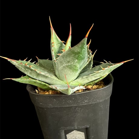 アガベパラサナ | STORES