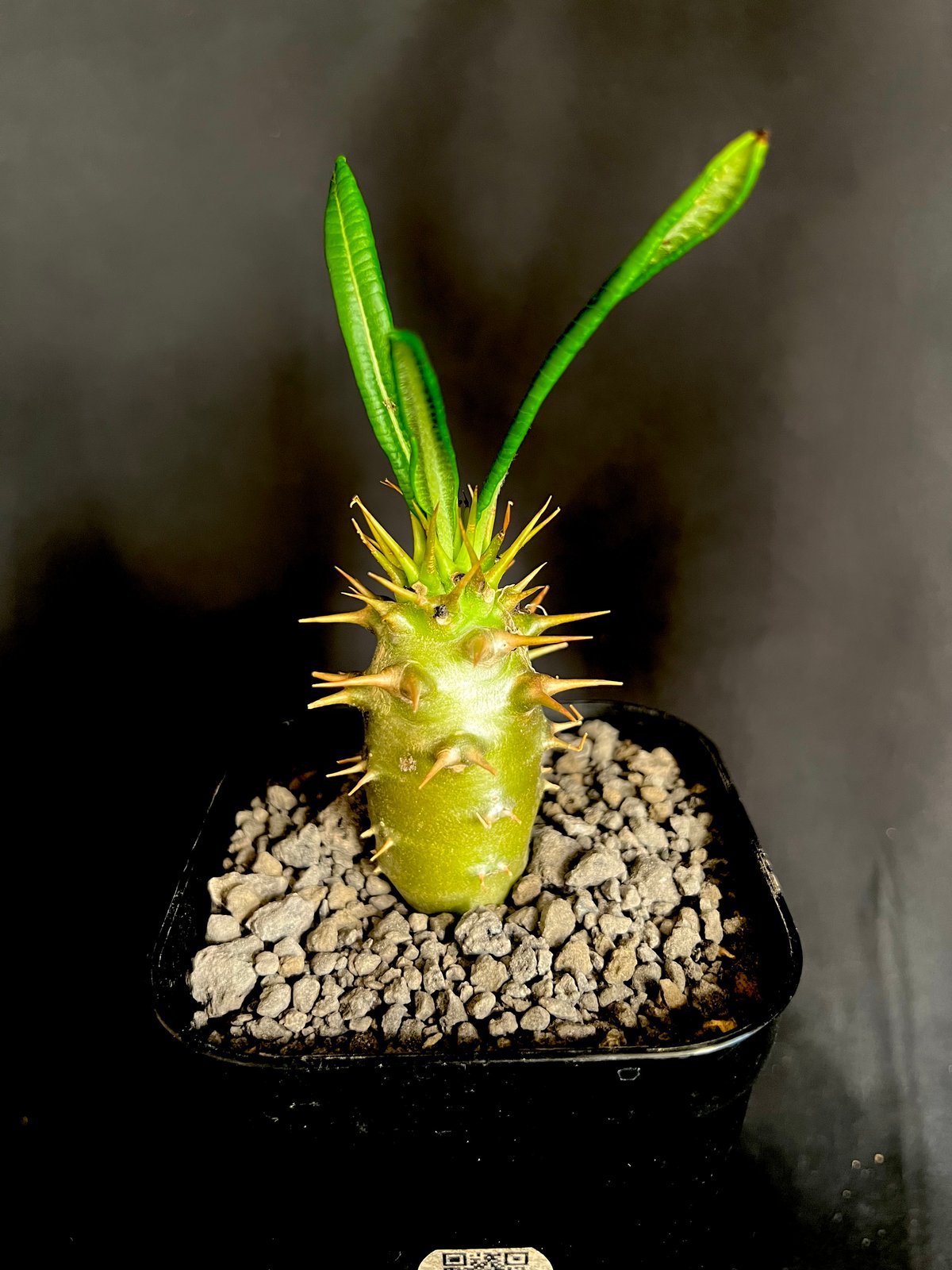 パキポディウム・アンボンゲンセ実生 ② | HANDS PLANTS