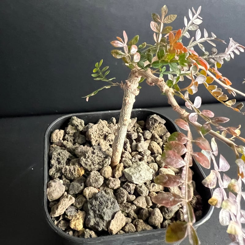 オペルクリカリア パキプス 実生株 J | HANDS PLANTS