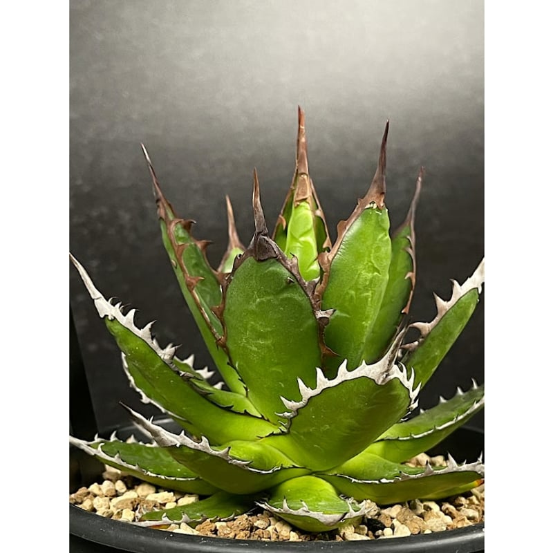 アガベ ホリダ 実生 短葉 選抜個体 「Agave Horida」 AG1-838 | EM