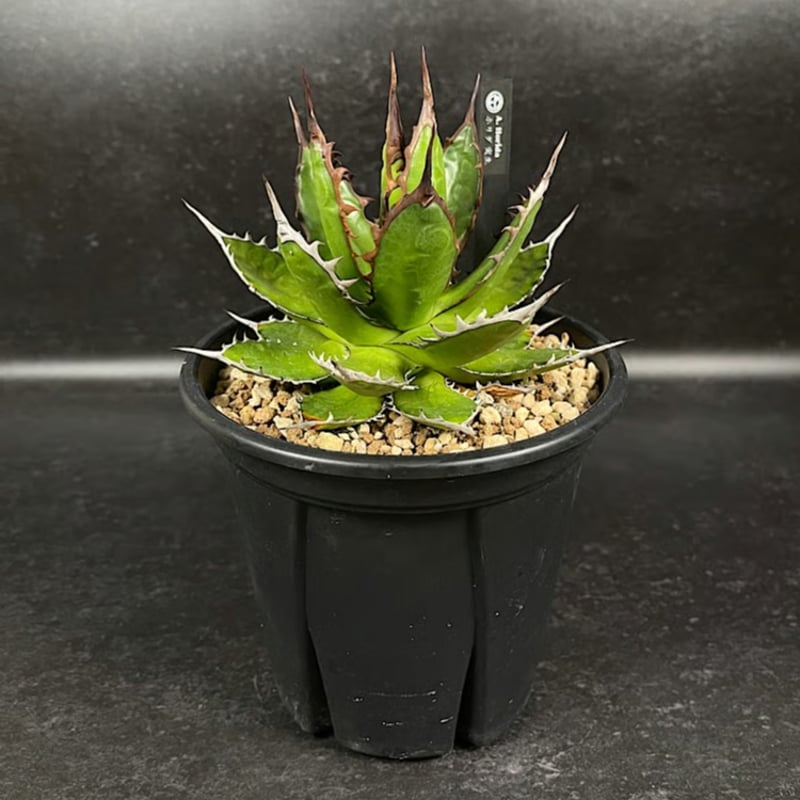 アガベ ホリダ 実生 短葉 選抜個体 「Agave Horida」 AG1-838 | EM