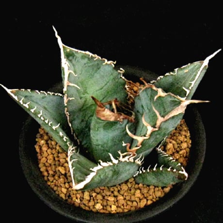 悪魔くん | STORES