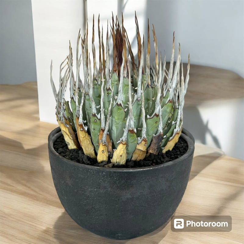 アガベ ユタエンシス エボリスピナ（（USA株）発根済み 大株1