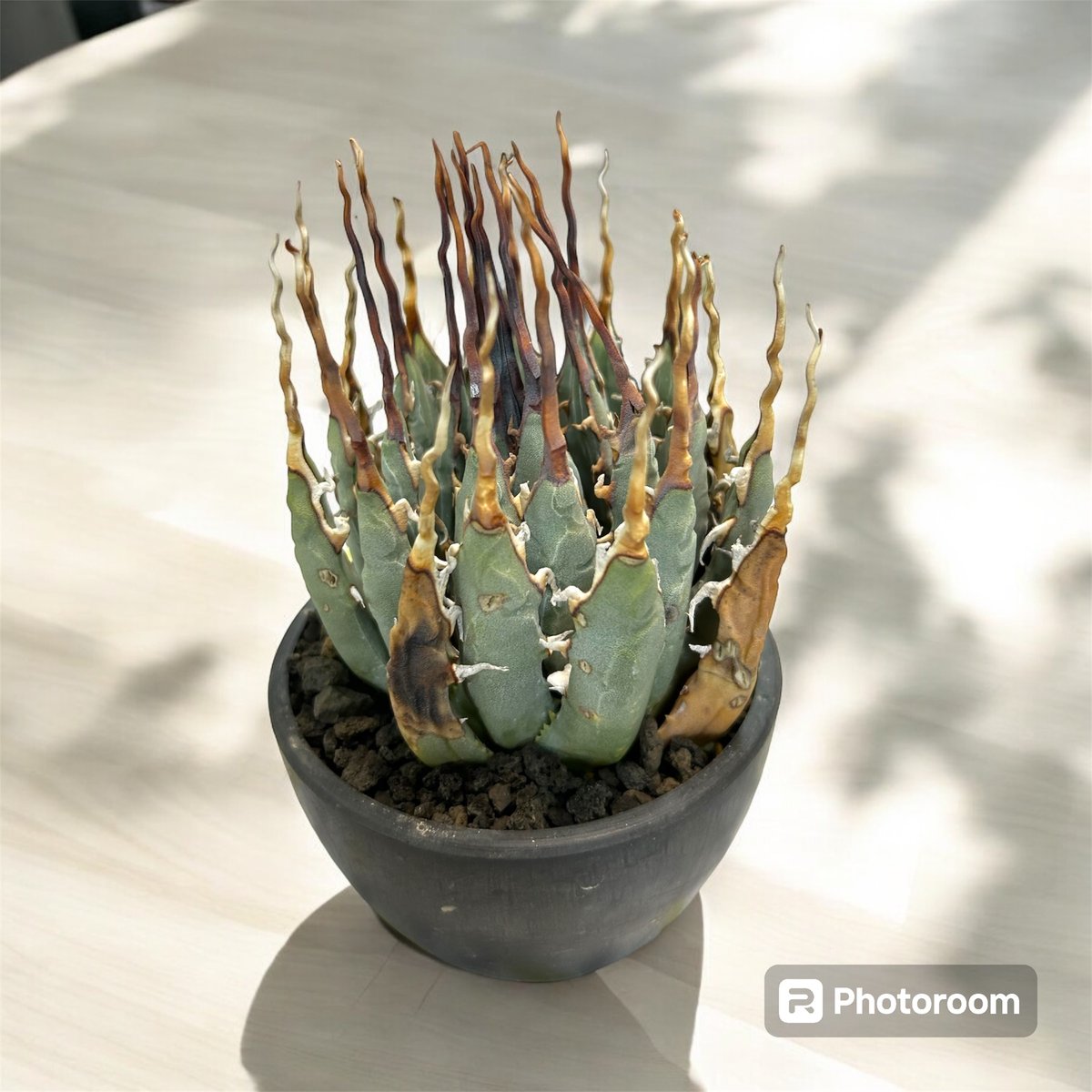 アガベ ユタエンシス エボリスピナ陽炎（（USA株）発根済み | HARENOHI