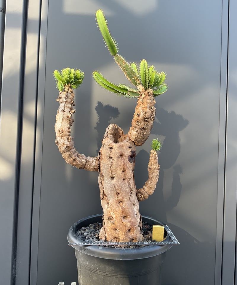 ユーフォルビア・ムランジーナ | Sun・Shepherd