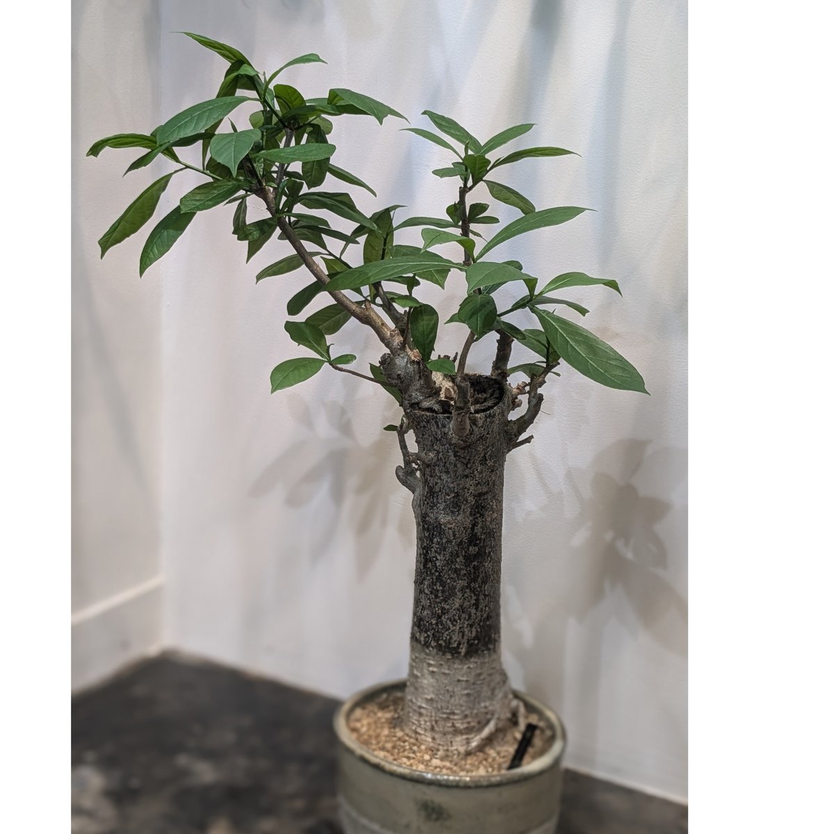 バオバブ アダンソニア・ディギタータ | FELICITA