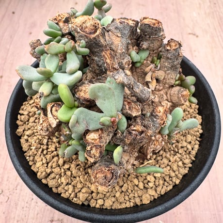 ケラリアピグマエア ケラリアピグマエア | STORES