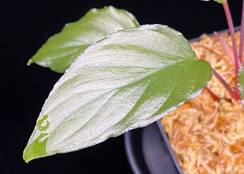 Homalomena sp from Lahat 【AZ1123-1】AZ便 | 369の杜(