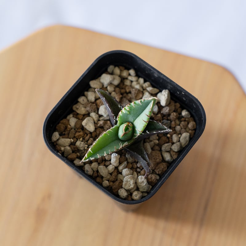 アガベ チタノタ 清櫻【発根管理中】 TC Agave titanota Seiou 多肉植物