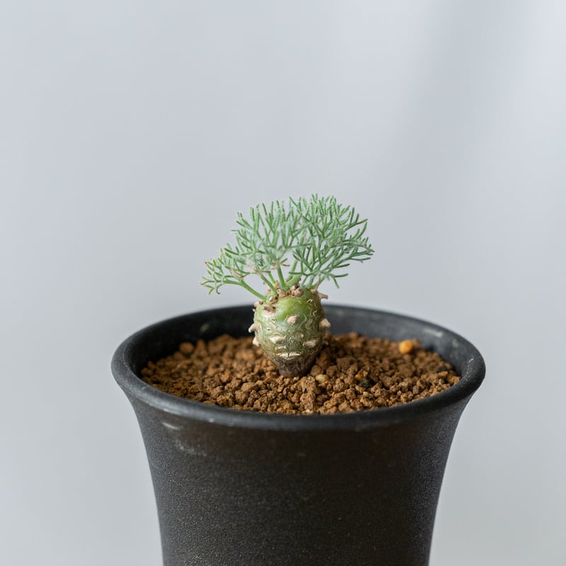 モンソニア ペニクリナム Monsonia peniculinum サルコカウロン 塊根