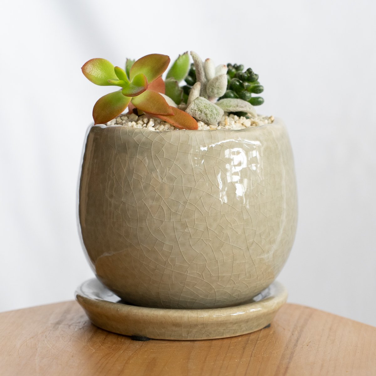 多肉植物 寄せ植え 鉢セット インテリア 多肉植物 観葉植物 珍奇植物