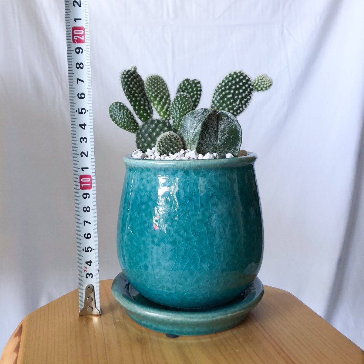 バニーカクタス＆ランポー 寄せ植え 鉢セットオプンチア アストロ