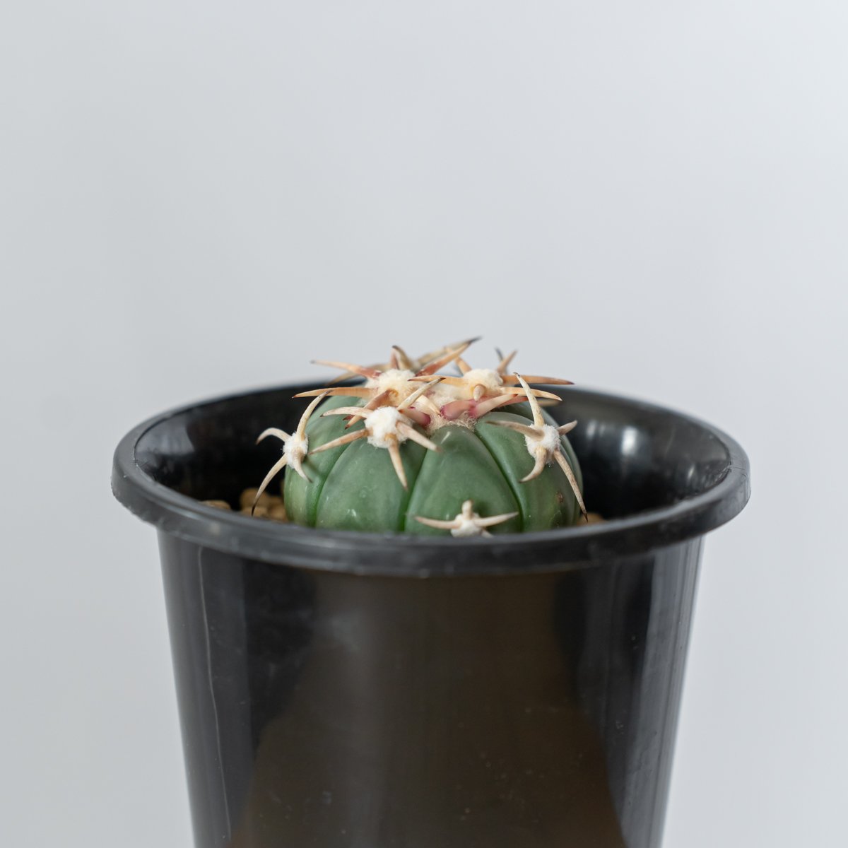 エキノカクタス 白刺翠平丸 実生 美株 Echinocactus horizonthaloni