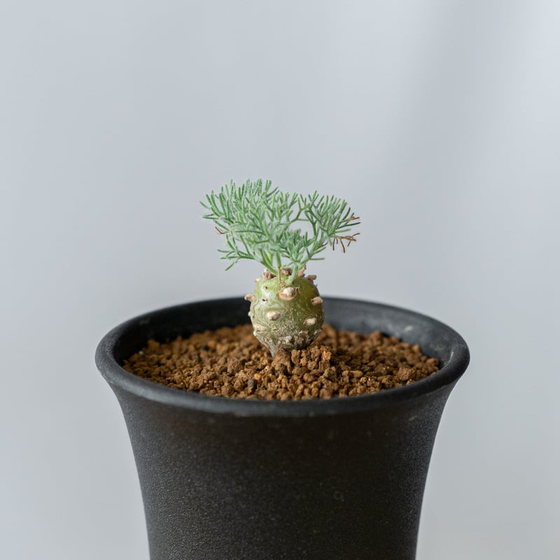 モンソニア ペニクリナム Monsonia peniculinum サルコカウロン 塊根