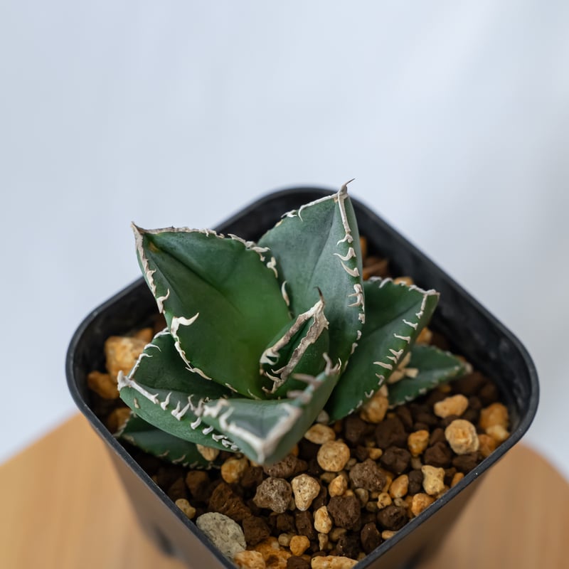 アガベ チタノタ 魔丸 agave titanota imps 多肉植物 珍奇植物 ANTID