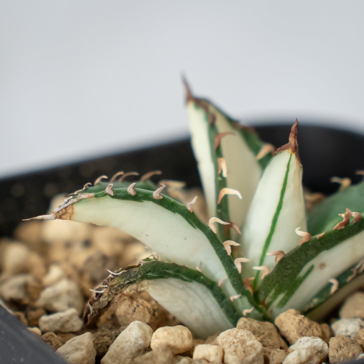 アガベ チタノタ 太陽神 白中斑【発根管理中】TC株 Agave titanota Sun