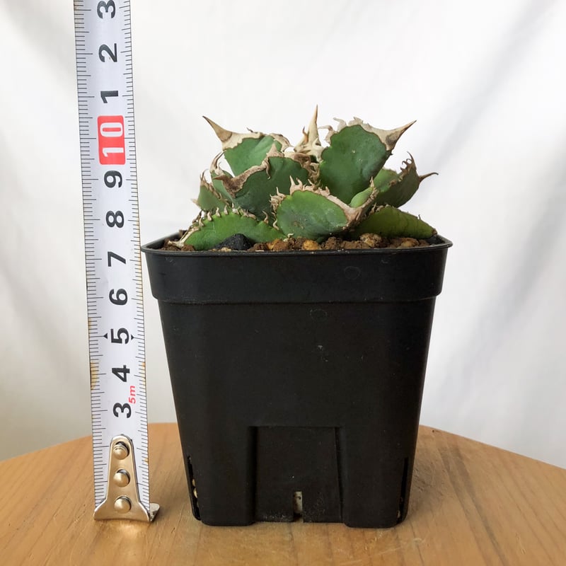 アガベ チタノタ 白豪刺【発根管理中】 Agave titanota TC株 多肉植物