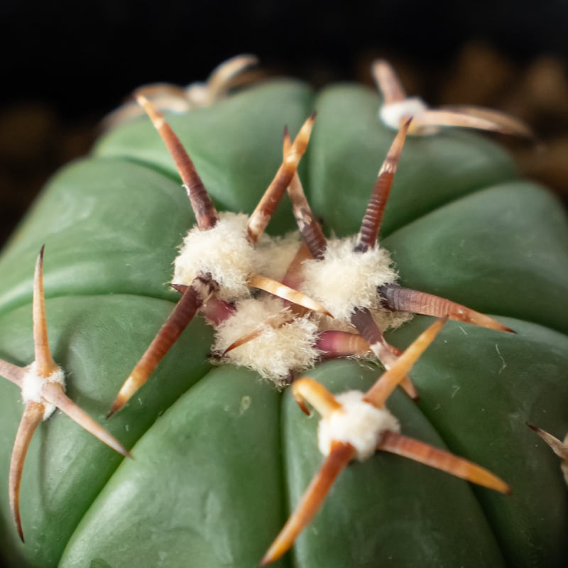 エキノカクタス 翠平丸 実生 美株 Echinocactus horizonthalonius
