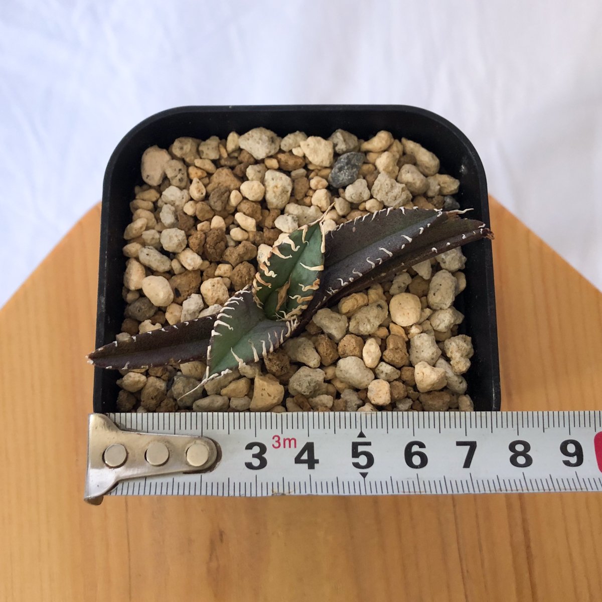 アガベ チタノタ 白幽霊 agave titanota white ghost 多肉植物 珍奇