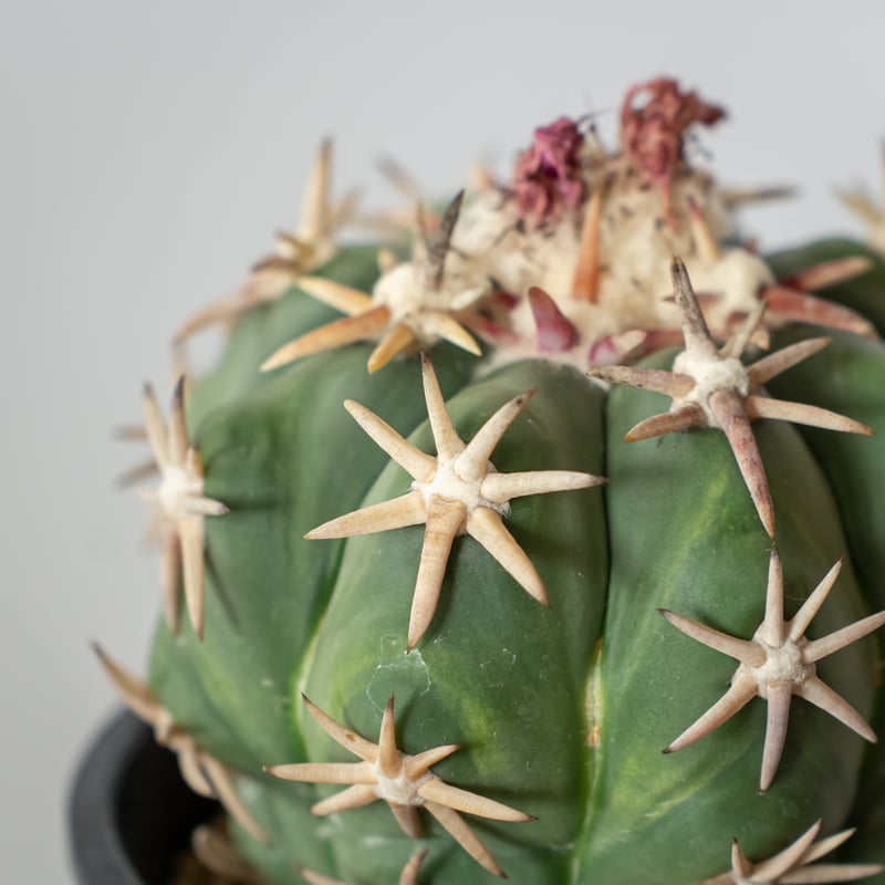 エキノカクタス 白棘翠平丸 接ぎおろし Echinocactus horizonthaloni