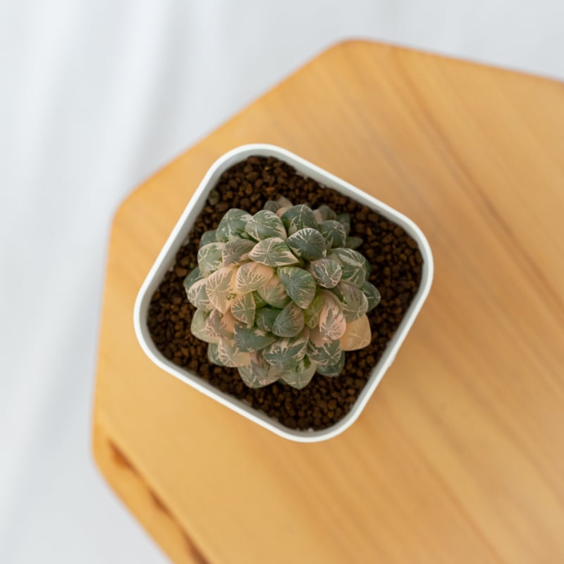 ハオルチア オブツーサ錦 舞姫錦 Haworthia obutusa 'Maihime' 多肉