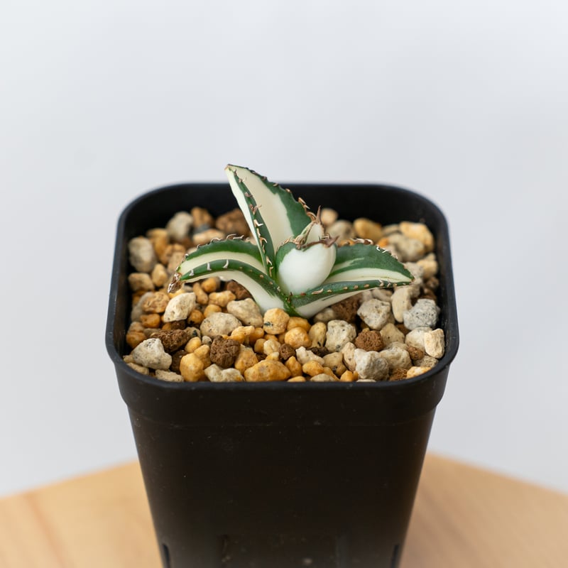 アガベ チタノタ 太陽神 白中斑 TC株 Agave titanota Sun God 多肉植