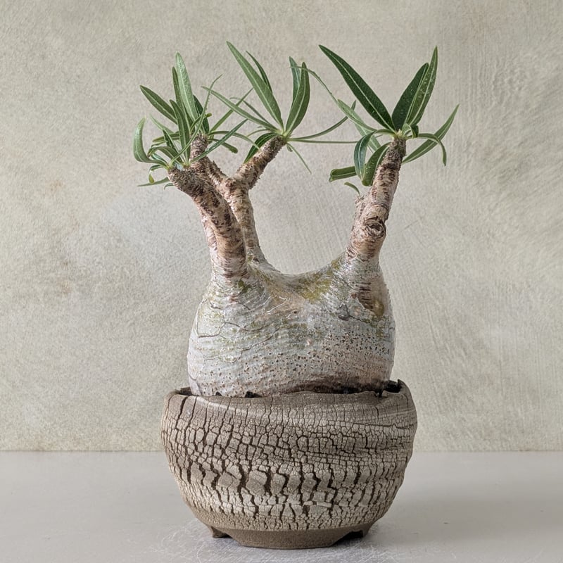 パキポディウム・グラキリス 【現地球】×【炸裂紋鉢 大地の鼓動】 陶芸